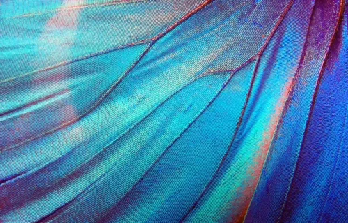 Schmetterlingsflügel-Textur