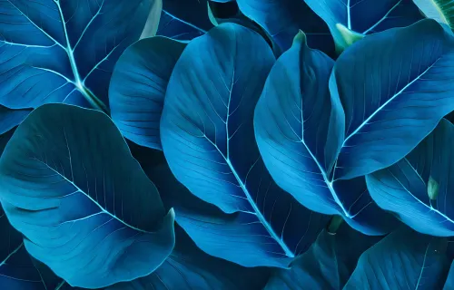 Blue leaf abstract