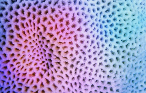 Närbild av korall med mönster i rosa, lila och blå nyanser