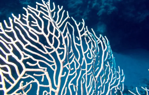 Blue coral pattern