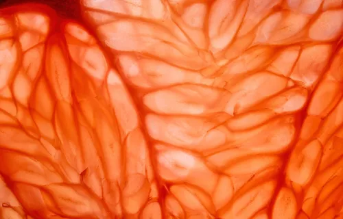 Abstract close-up of translucent orange material with overlapping folds and vein-like lines,…