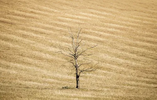 dead tree in dry earth agricultural setting