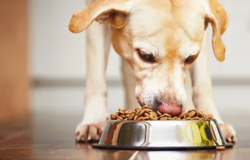 Hund frisst Tierfutter aus einem Futternapf