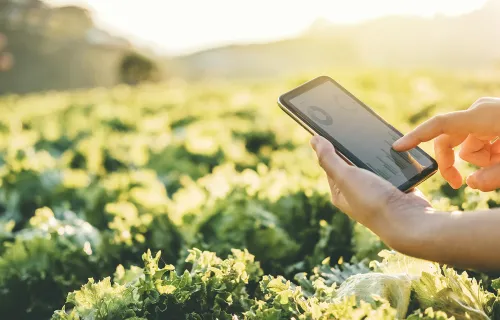 une personne sur un portable devant un potager
