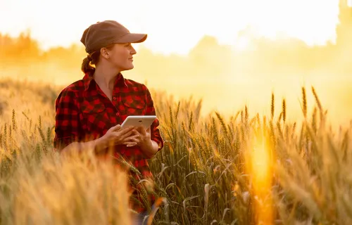 En kvinna i rutig skjorta och keps står i ett vetefält vid solnedgången och håller i en…