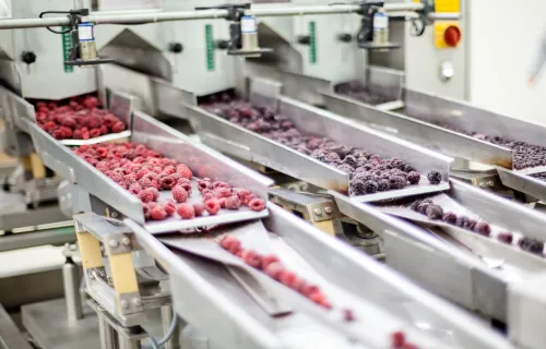 Gefrorene Beeren auf einem Förderband in einer modernen Lebensmittelproduktion.