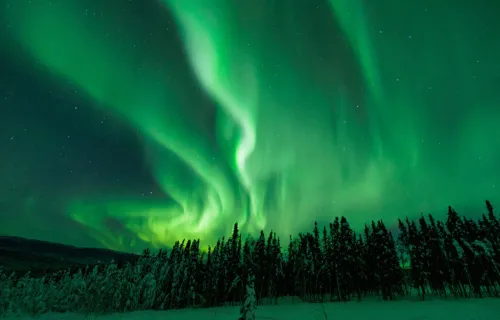 Green coloured northern lights over forest