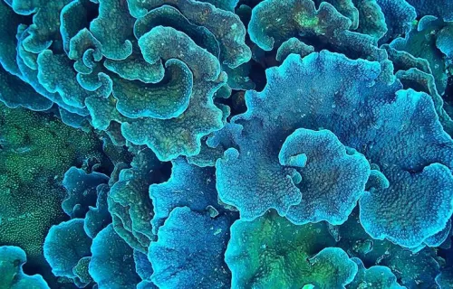 Close-up of blue and teal ruffled coral formations