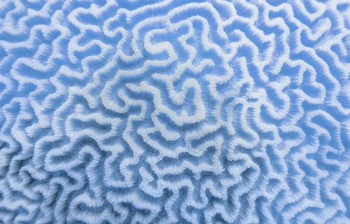 Abstract blue-and-white maze-like pattern.