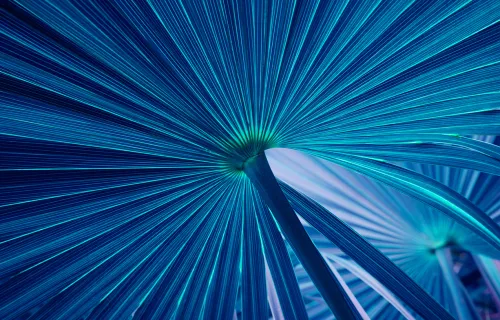 Blue palm leaf abstract