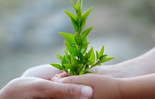 child and adult hands holding small green plant