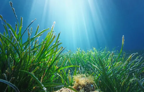 Seagrass project