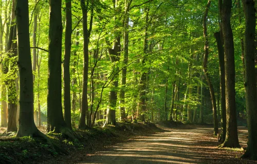 Sunlight filters through tall green trees in a forest