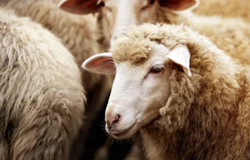 Sheep