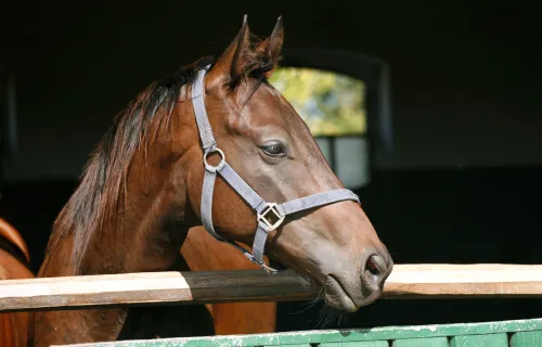 Bay coloured racehorse poking head out from stable