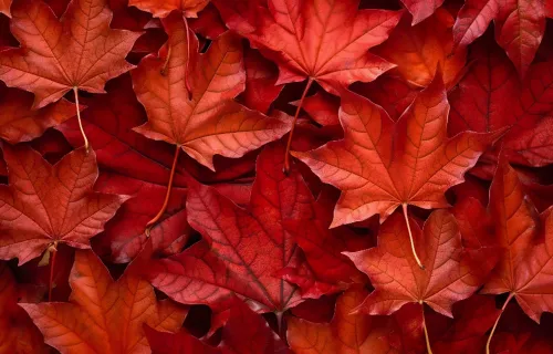 Leaves-hero