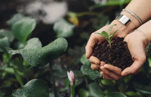 Kuvituskuva: Taimi käsissä kuvastaa kunnan elinvoimaisuutta