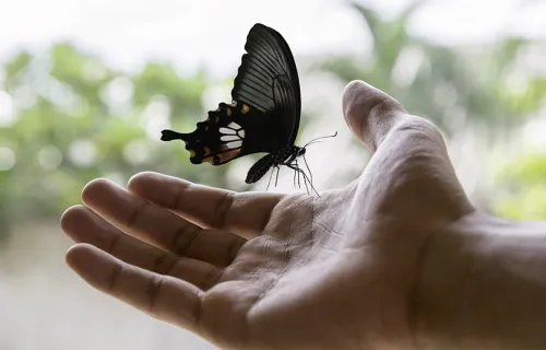 Butterfly in open hand