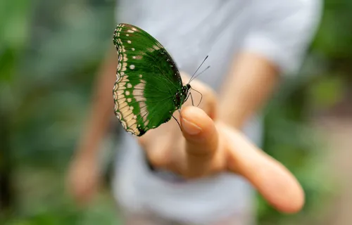 Green butterfly on finger