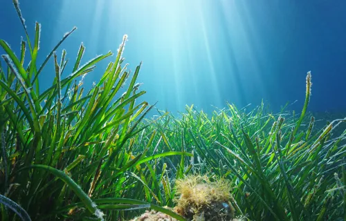 Partnering with Project Seagrass to use space data to reduce CO2