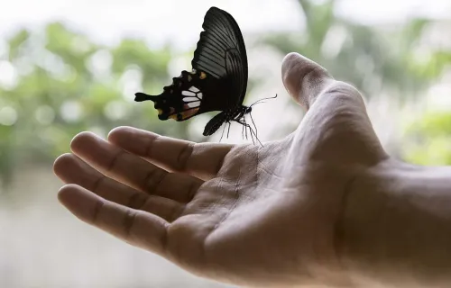 butterfly landing on hand