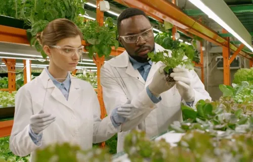 male and female scientists examine small plant in inside farm