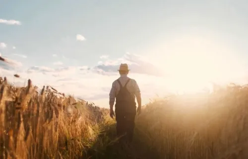 male farmer seen from behind stood in corn field at sunrise