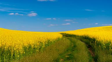 flores amarillas en el campo