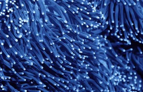 blue fibre-optic strands with softly glowing white tips