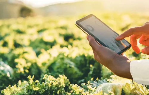 Person looking at analytics report near a cabbage field