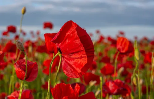 a close up of poppies in a field