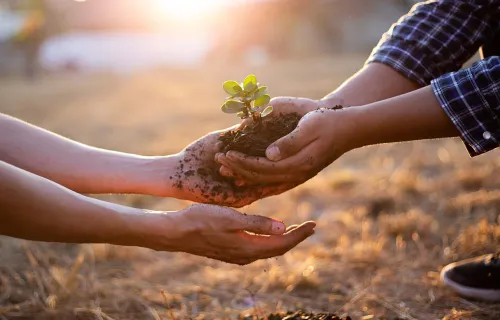 Two people holding a small plant ready to be planted in arid soil