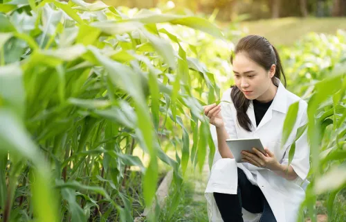 Researcher examining a plant