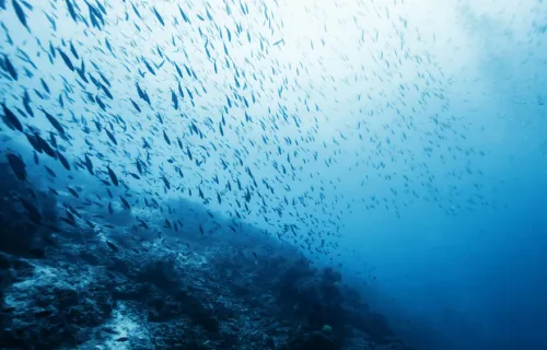 Shoal of fish in ocean