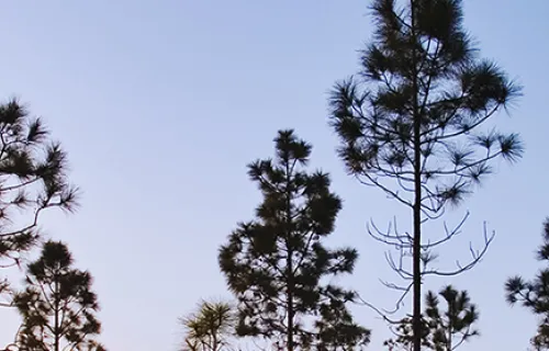 Slash pines in the Florida Everglades
