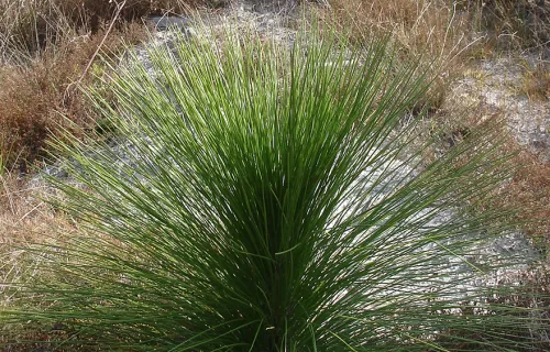 Longleaf pine seedling