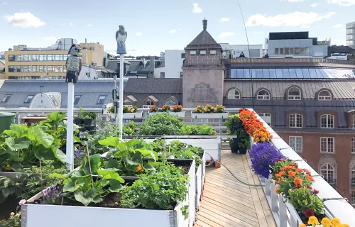Urban Farm Lab Oslo Roof top garden