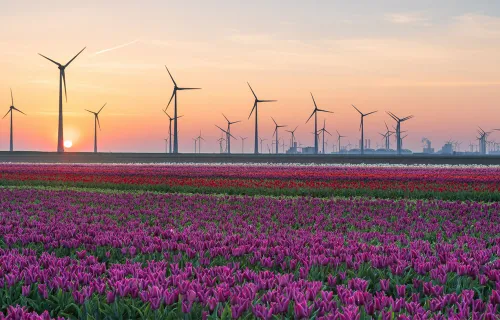 Uitzicht op windturbines met zonsopgang en prachtige bloemen