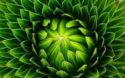 Abstract green flower