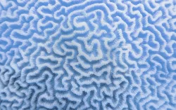Organic texture of the hard brain coral