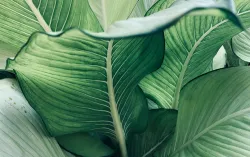Feuilles vertes tropicales luxuriantes de la canne muette ou Dieffenbachia