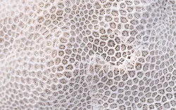 abstract of white coral 