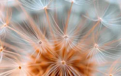 A close-up of a dandelion seed