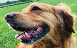 Large dog enjoying time outside in a field