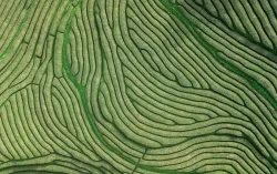 Aerial view of oldest tea plantation in Europe