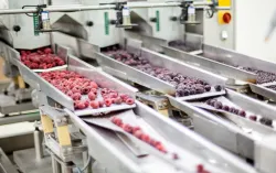 Gefrorene Beeren auf einem Förderband in einer modernen Lebensmittelproduktion.