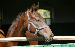 Bay coloured racehorse poking head out from stable