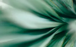 Macro photo of agave leaves