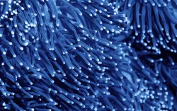 blue fibre-optic strands with softly glowing white tips