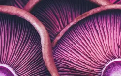 purple abstract telecom